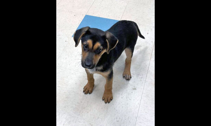 Ranger is available at Montgomery County Animal Care and Control