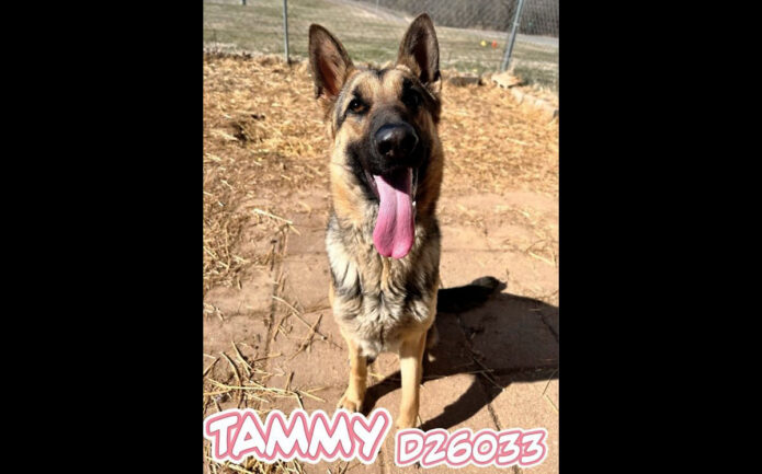 Montgomery County Animal Care and Control - Tammy