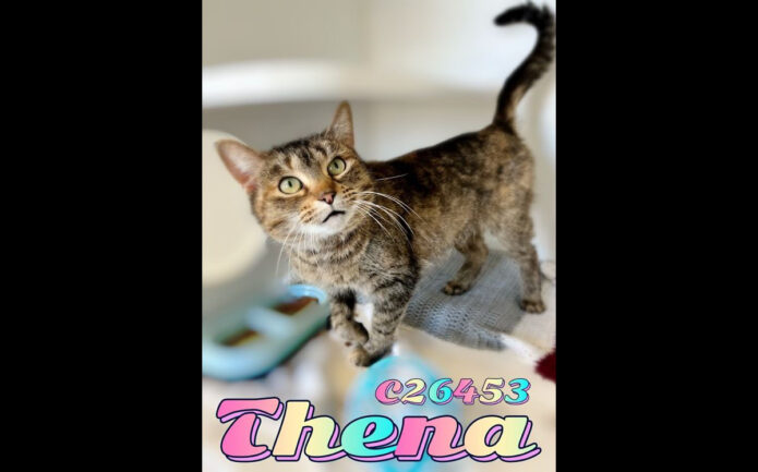 Montgomery County Animal Care and Control -Thena