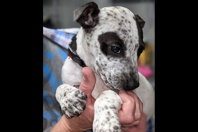 Sagley’s Biker Bully Farm - Kat