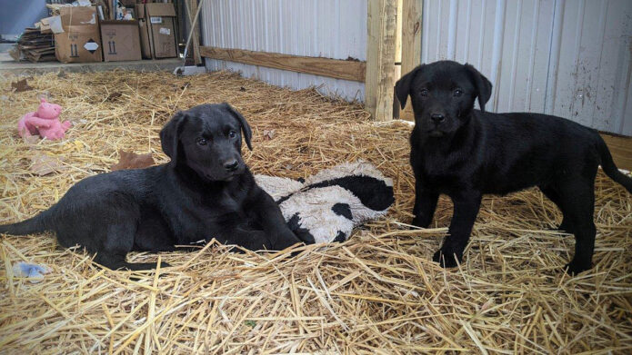 Stewart County Faithful Friends Animal Rescue - Puppies!