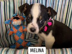 Two Ladies Caring Dog Rescue – Melina