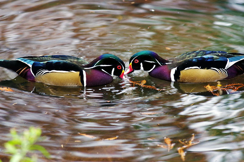 ?Land Between the Lakes announces Wildlife Refuges reopen