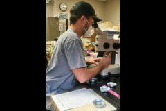 Walker uses a microscope to examine insects collected at Fort Campbell. (APSU)