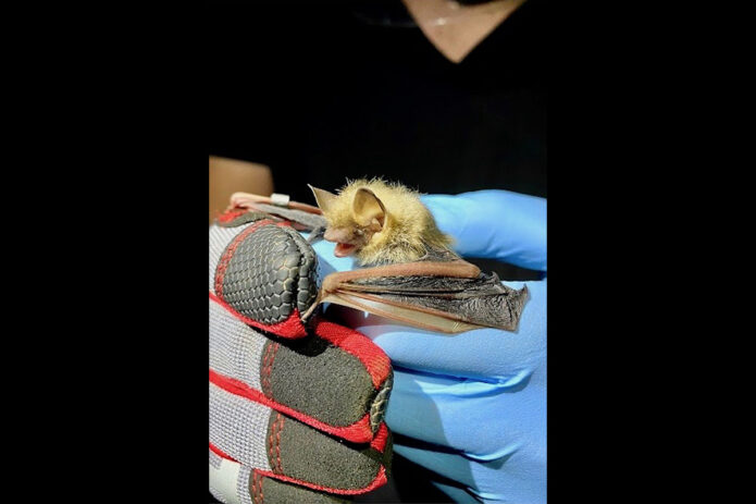 Walker holds a tricolored bat collected during a bat survey at Fort Campbell. (APSU)