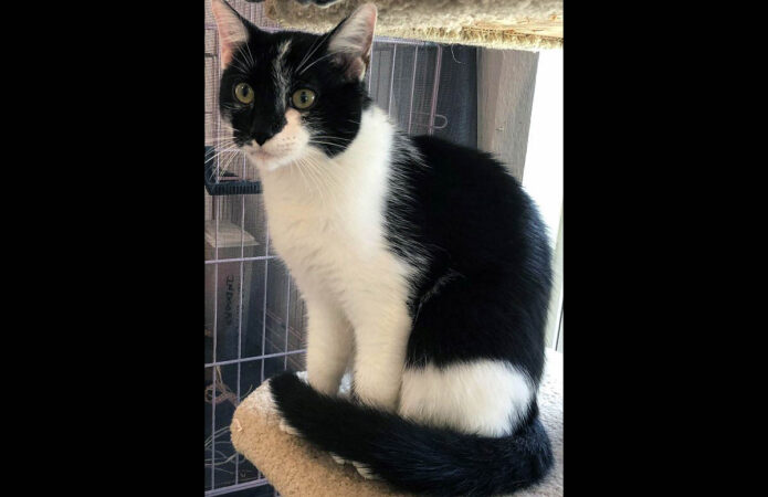 Cat Adoption Team of Stewart County (CATS) - Turtle