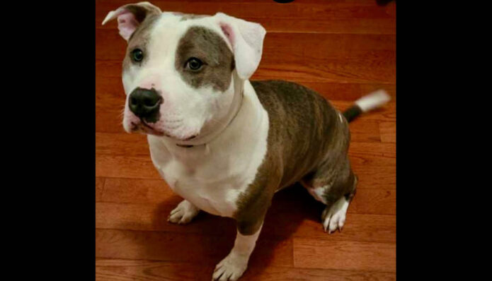 Companion Pet Rescue of Middle Tennessee - Bucky