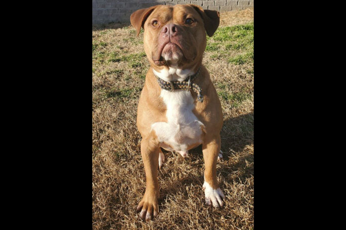 Companion Pet Rescue of Middle Tennessee - Ralph