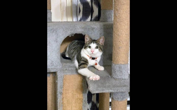 Finders Keepers Cat Rescue - Culver