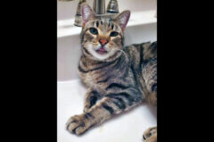 Stubbs is available at Finders Keepers Cat Rescue