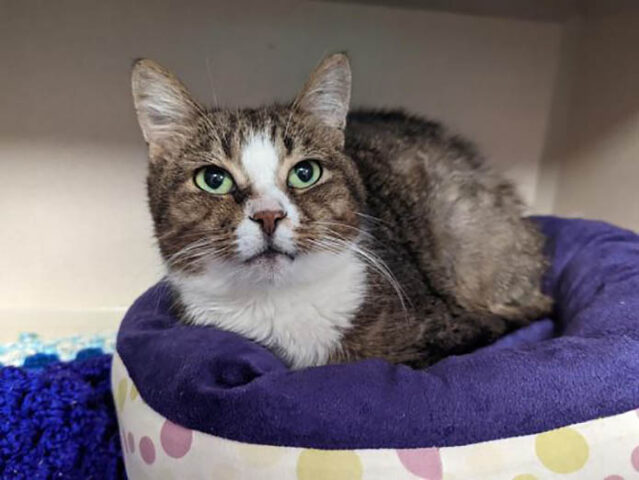 Montgomery County Animal Care and Control - Jade