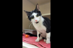 Rurley can be found at Montgomery County Animal Care and Control