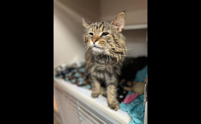 Montgomery County Animal Care and Control - Shamous