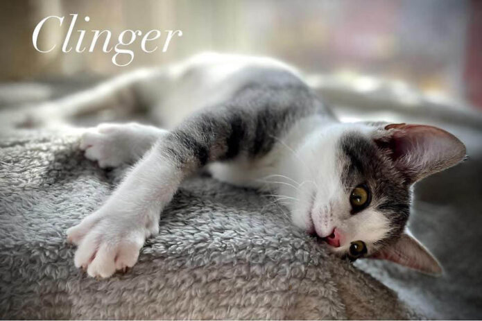 Puurrrfect Paws Rescue & Cat Cafe - Clinger