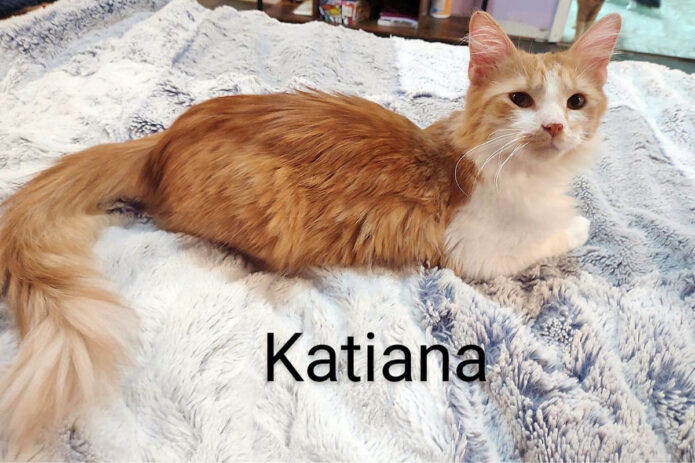 Puurrrfect Paws Rescue & Cat Cafe - Katiana