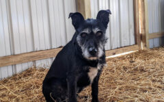 Jolene can be found at Stewart County Faithful Friends Animal Rescue.