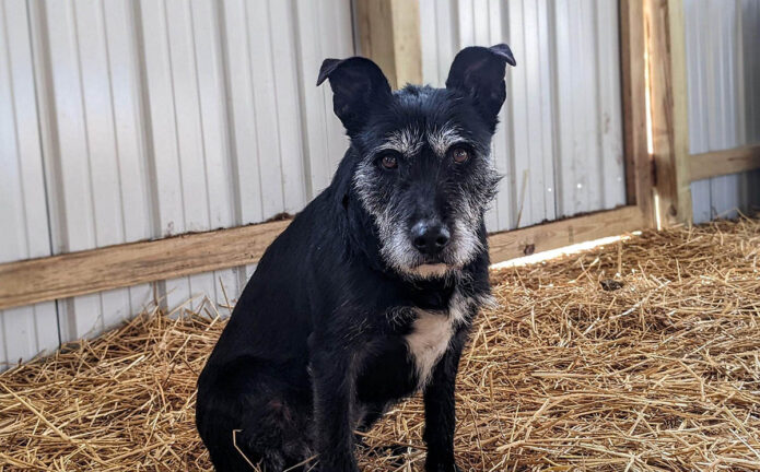 Stewart County Faithful Friends Animal Rescue - Jolene