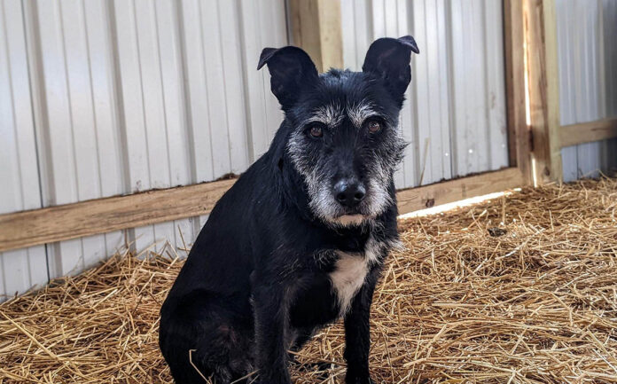 Jolene can be found at Stewart County Faithful Friends Animal Rescue.