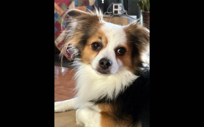 Two Ladies Caring Dog Rescue - Rocket