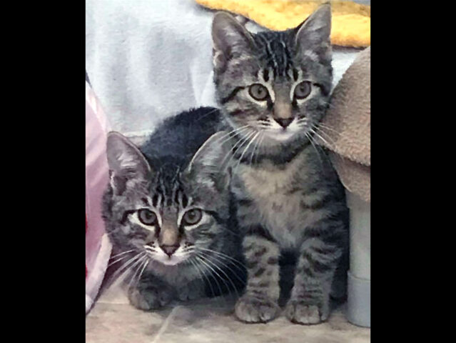 Cat Adoption Team of Stewart County (CATS) - Carter & Cooper