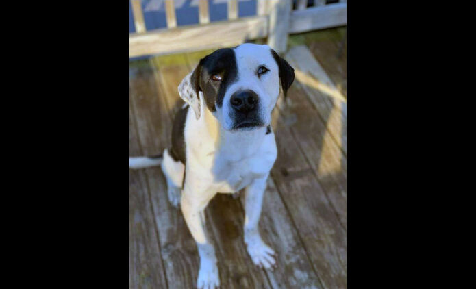 Companion Pet Rescue of Middle Tennessee - Domino