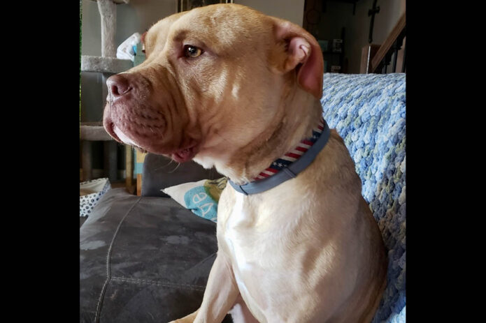 Companion Pet Rescue of Middle Tennessee - Larry