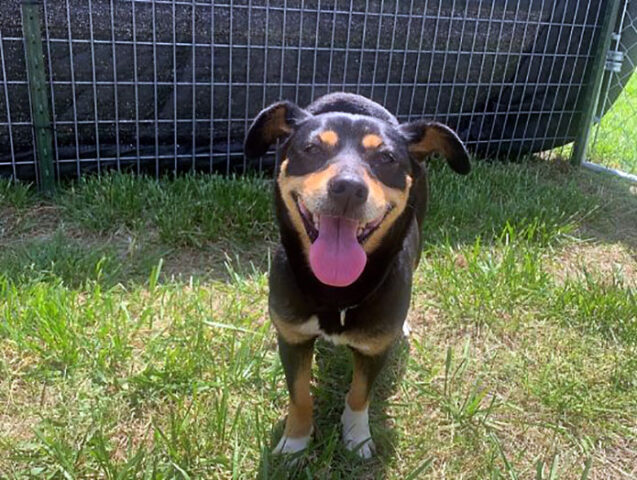 Hot Rod’s Garage Senior Sanctuary - Money Penny