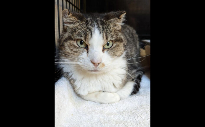 Montgomery County Animal Care and Control -Dolly