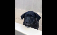 Two Ladies Caring Dog Rescue – Shamrock