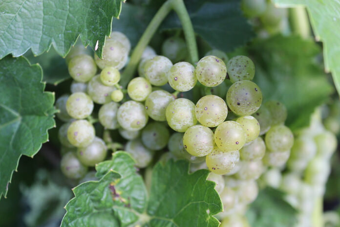 White Grapes