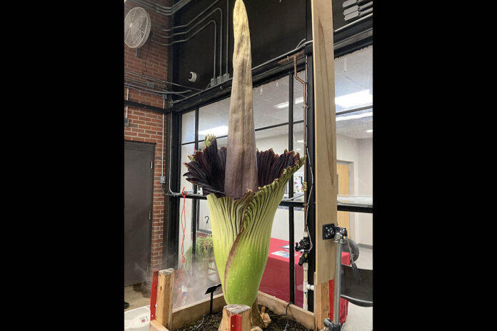 Austin Peay State University corpse flower plant Zeus. (APSU)