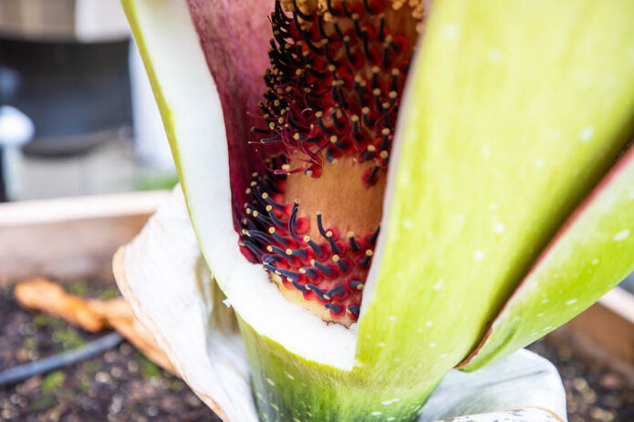 Pollen from Dartmouth pollinated the female flowers, shown here. (APSU)