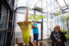 Dr. Carol Baskauf looks into Zeus’ bloom early on June 10th. (APSU)