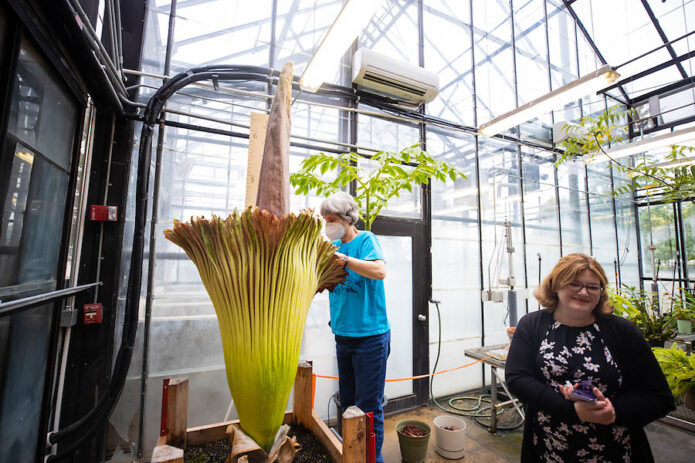 Dr. Carol Baskauf looks into Zeus’ bloom early on June 10th. (APSU) 