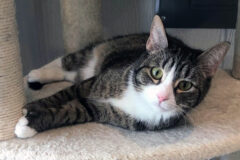 Autumn is available at Cat Adoption Team of Stewart County (CATS)