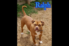 Companion Pet Rescue of Middle Tennessee – Ralph
