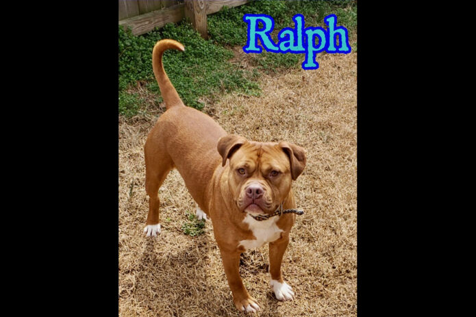 Companion Pet Rescue of Middle Tennessee - Ralph