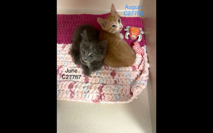 Montgomery County Animal Care and Control - August & June