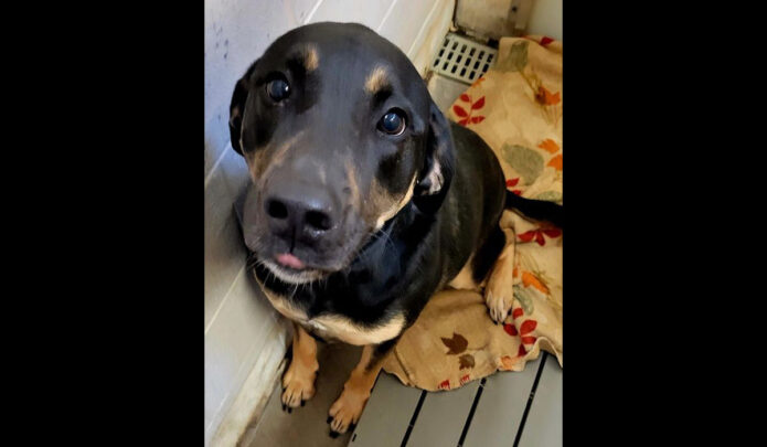 Montgomery County Animal Care and Control - Carly