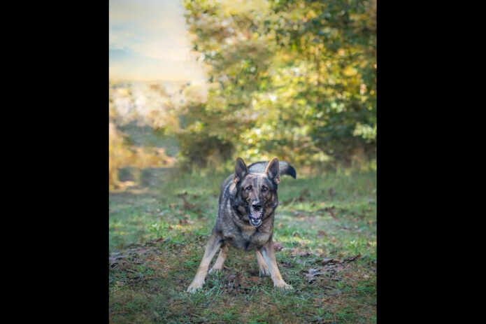 Montgomery County Sheriff’s Office Police Service Dog Sabre