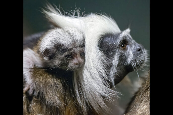 Cotton Top Baby Tamarin Monkey. (Nashville Zoo)