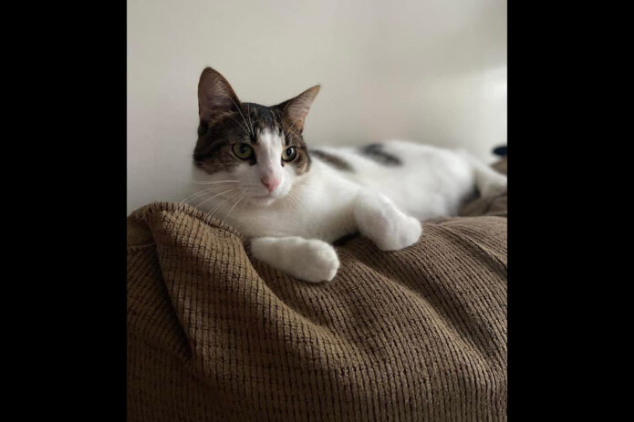 Puurrrfect Paws Rescue & Cat Cafe - Ruckus