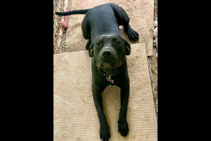 Jill is available at Sagley’s Biker Bully Farm