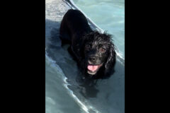 Two Ladies Caring Dog Rescue – Sassy