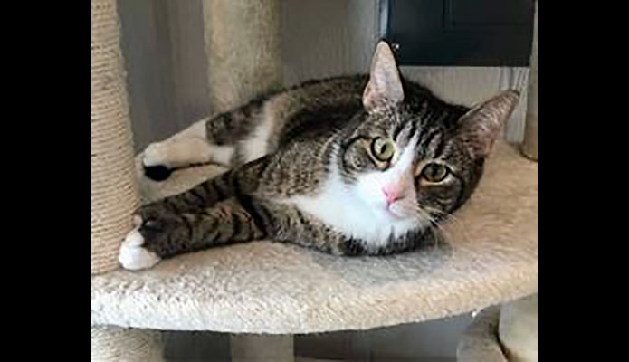 Cat Adoption Team of Stewart County (CATS) - Autumn