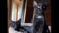 Cat Adoption Team of Stewart County (CATS) – Napolean & Joseph