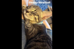 Finders Keepers Cat Rescue – Meatball