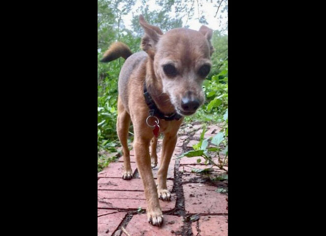 Hot Rod’s Garage Senior Sanctuary - Buddy