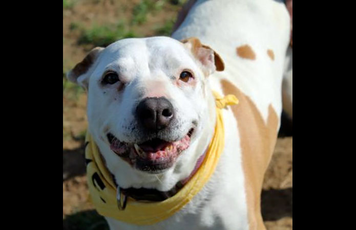 Hot Rod's Garage Senior Sanctuary - Sassy