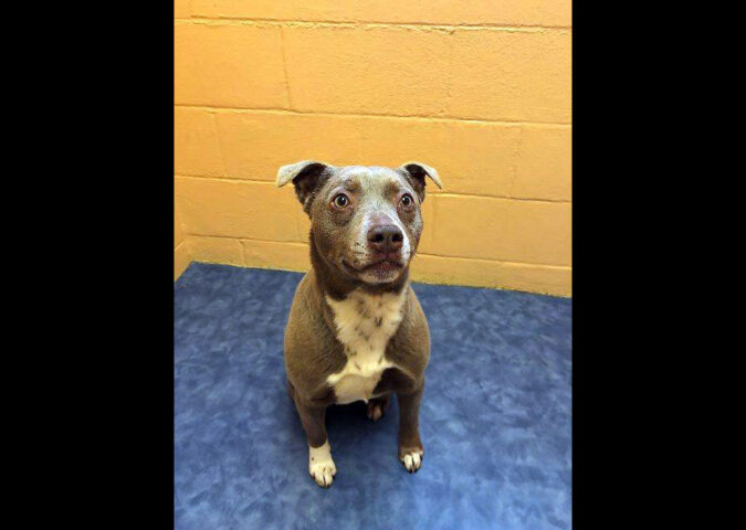 Montgomery County Animal Care and Control -Delilah